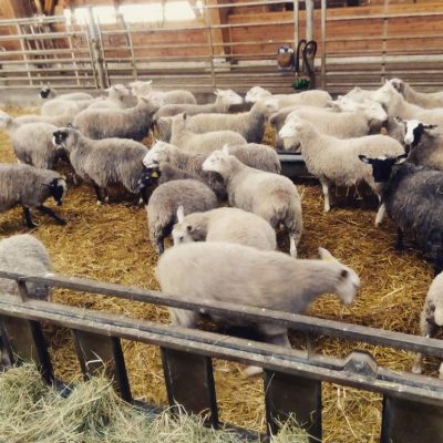 72179515_2545603602191654_916897581219446784_o