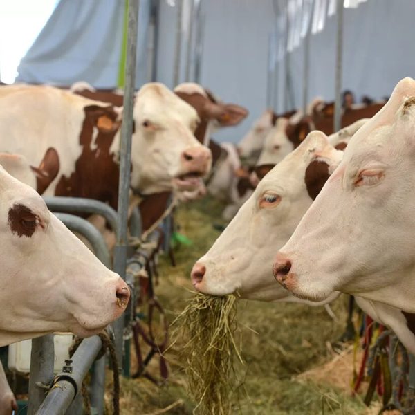 ring-vaches-laitires-1